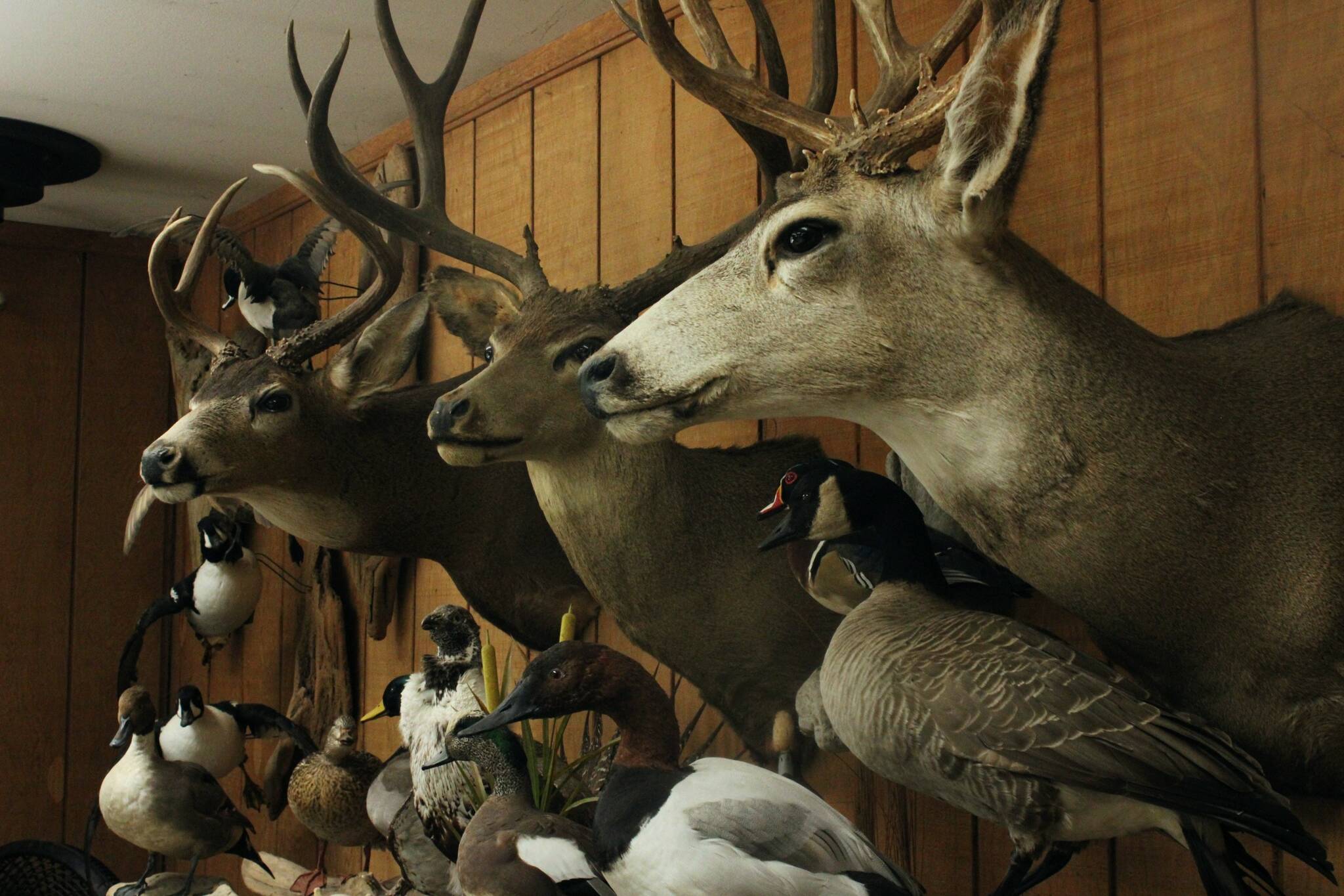 Whidbey Island Taxidermy, located off Carlton Way in Oak Harbor, houses a myriad of taxidermy birds, deer and other critters.