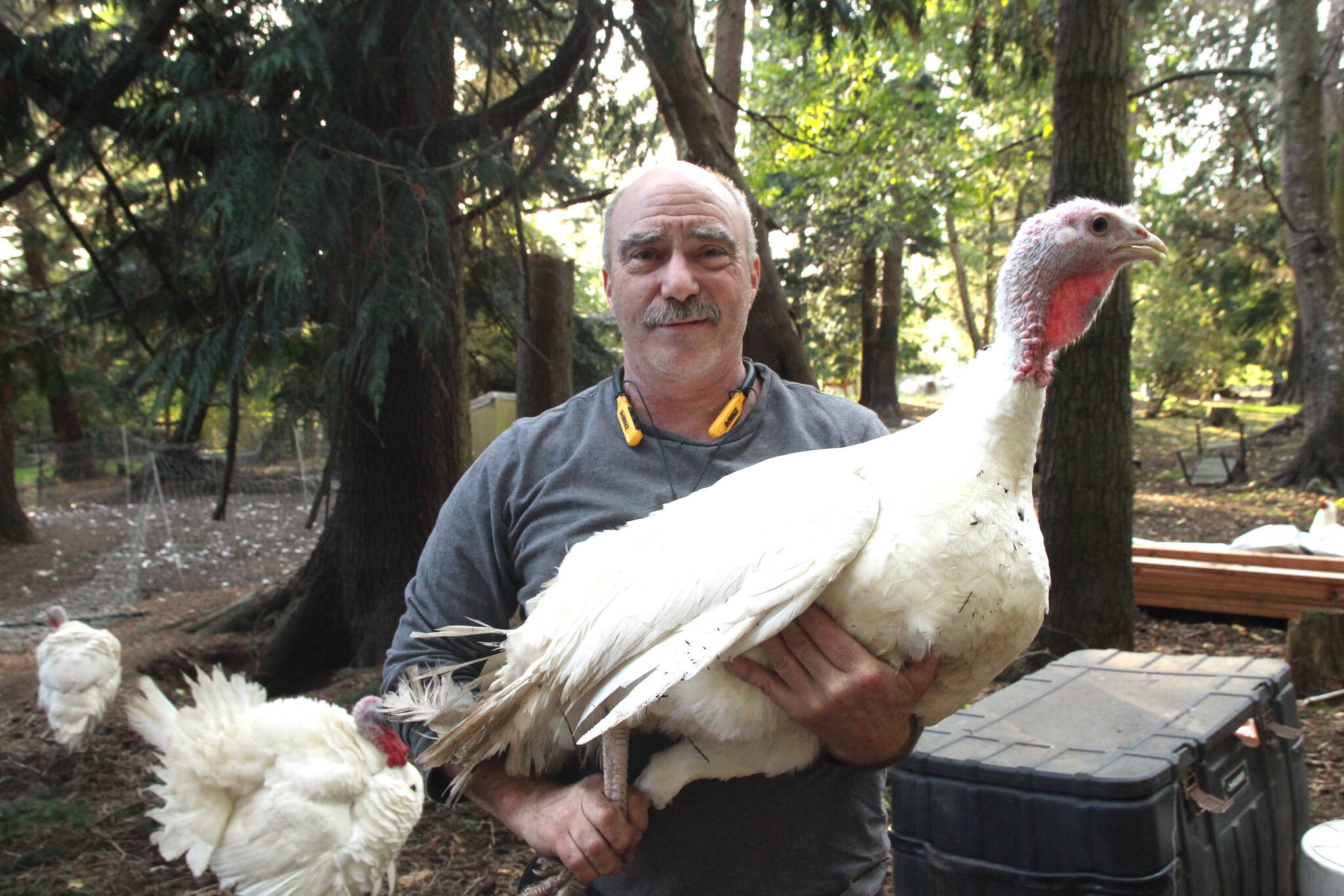 Photo by Marina Blatt. Thomas Boettger, who owns and operates Central Whidbey Funny FArm, holds up a broad-breasted turkey. He has been raising turkeys for Thanksgiving since 2018, offering island families locally raised and ethically produced birds.