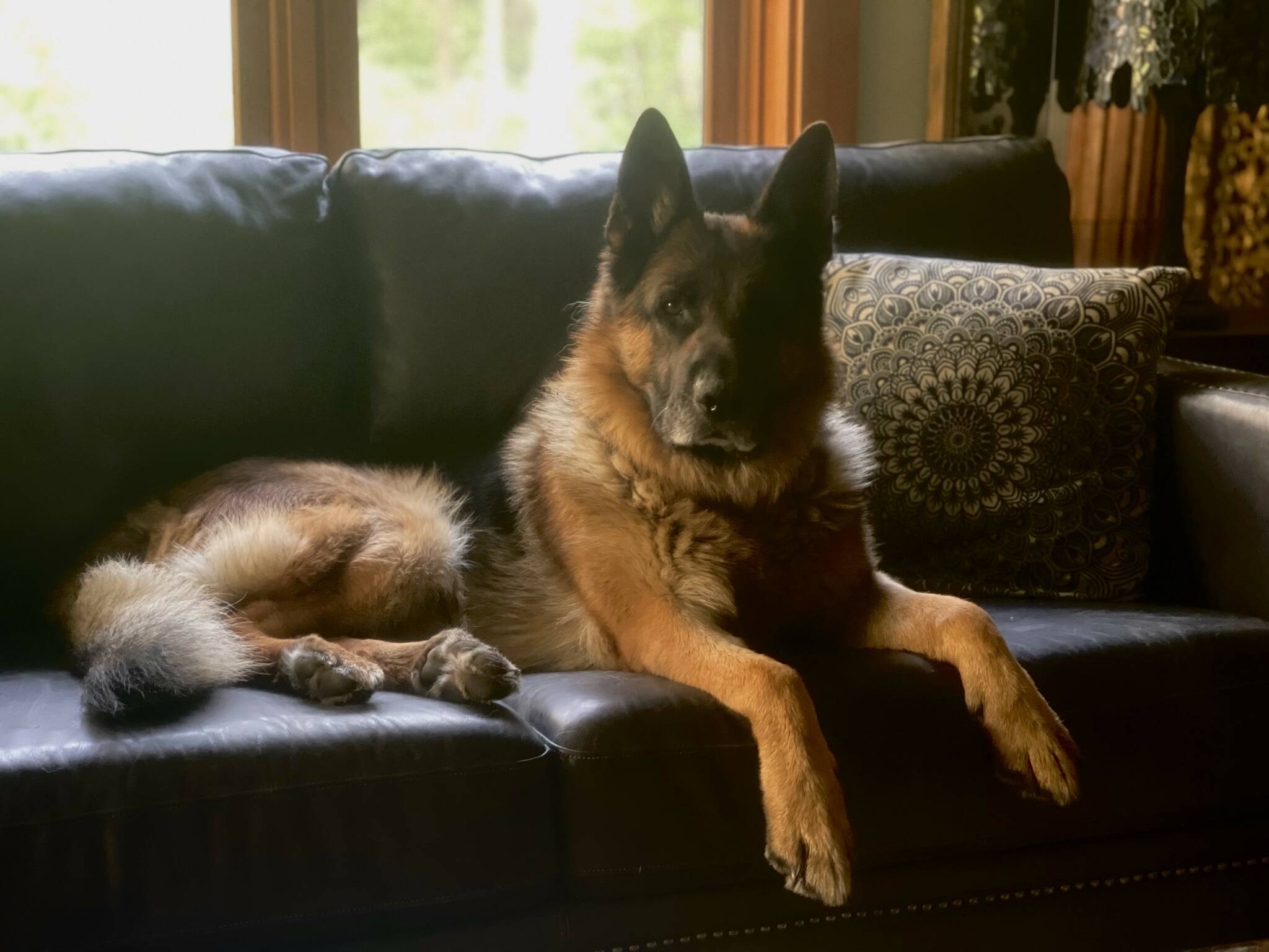 Photo provided. Willie Nelson lies on a couch, daydreaming about finally catching those bunnies.