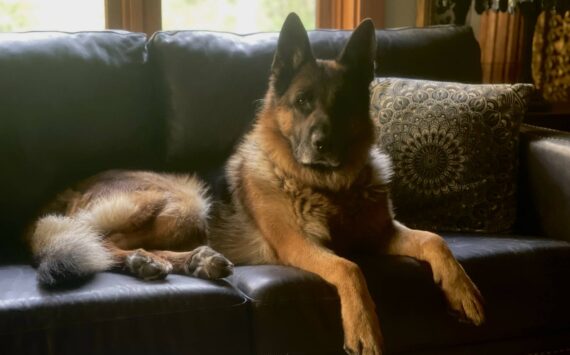 Photo provided of Willie Nelson