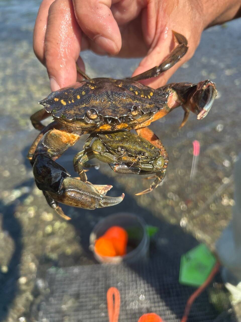 Photo by the Washington Department of Fish and Wildlife
European green crabs are an invasive species threatening other wildlife in the Salish Sea. They dont always appear green in color, however.