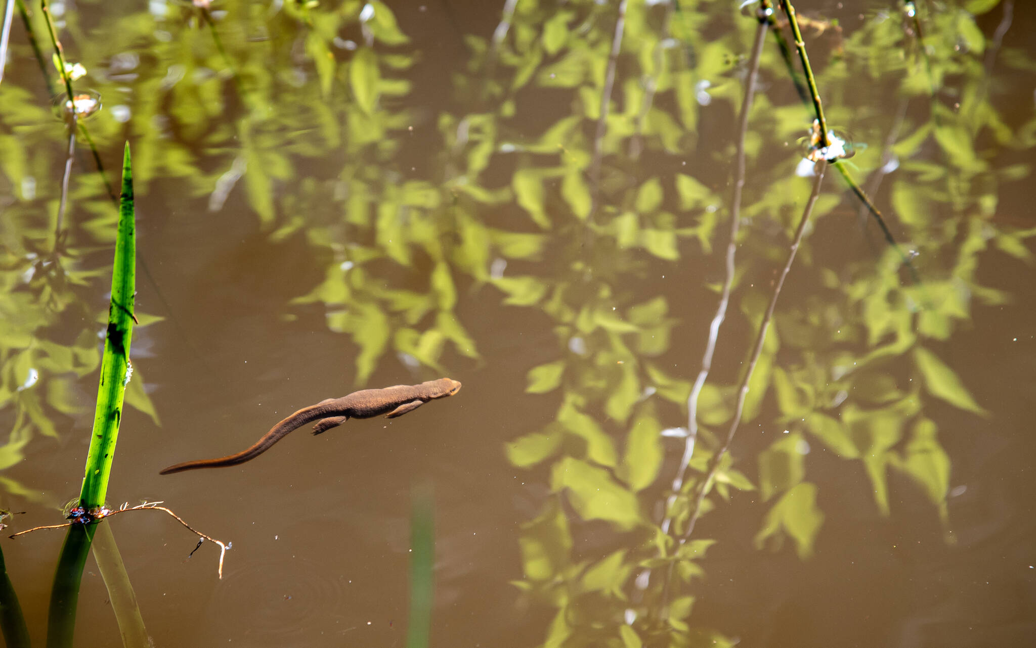 Photo by Cynthia Woerner
A rough-skinned newt swims in one of the ponds at Meerkerk Gardens in Greenbank.