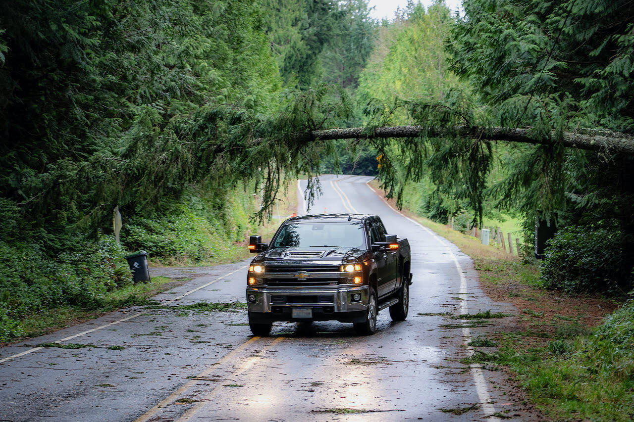 Photo by David Welton. A truck gingerly goes under a fallen tree in South Whidbey unlike welton who sped under, giving less time for the tree to hit him, he said.