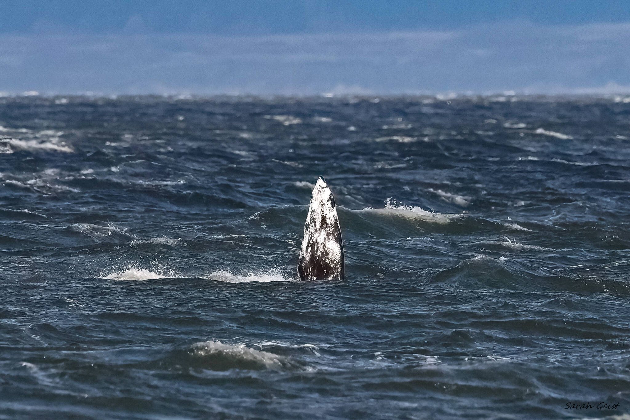 (Photo by Sarah Geist) Gretchen lifts her pectoral fin while feeding in shallow water near the shoreline near Hidden Beach on Whidbey Island on Dec. 22.