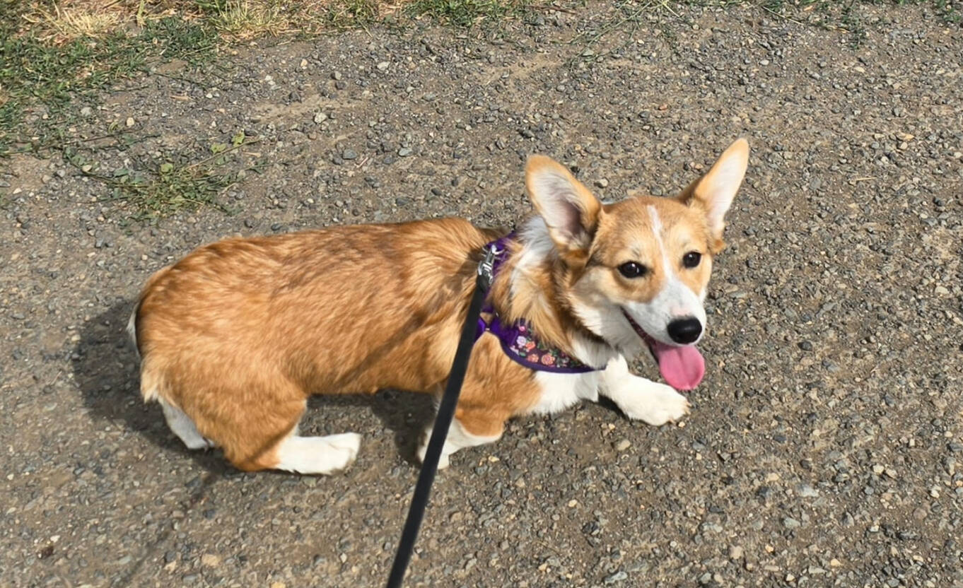 Photo provided
Blueberry is the beloved eleven-month-old pup already causing trouble, causing her dad to tear a ligament and her mom to search across town for her.