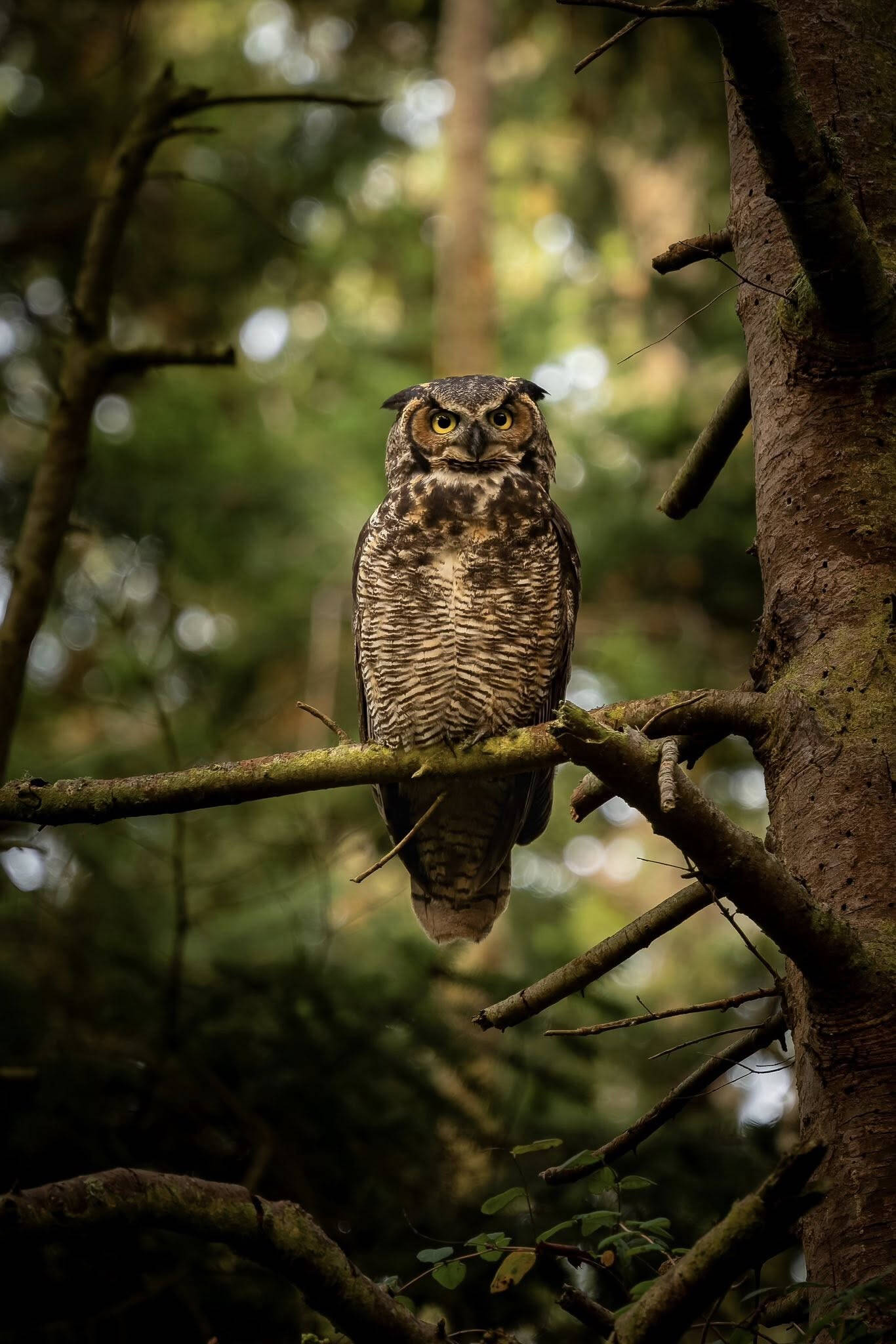 A great horned owl perches on a tree in Joesph Whidbey State Park.