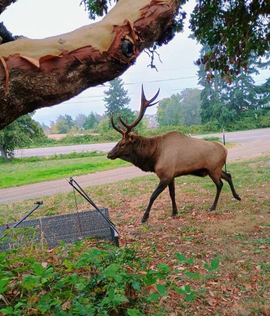 Photo by Samuel Jennings. Bruiser the elk is still going strong and was spotted recently on North Whidbey.