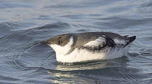 Marbled murrelets are endangered in Washington.