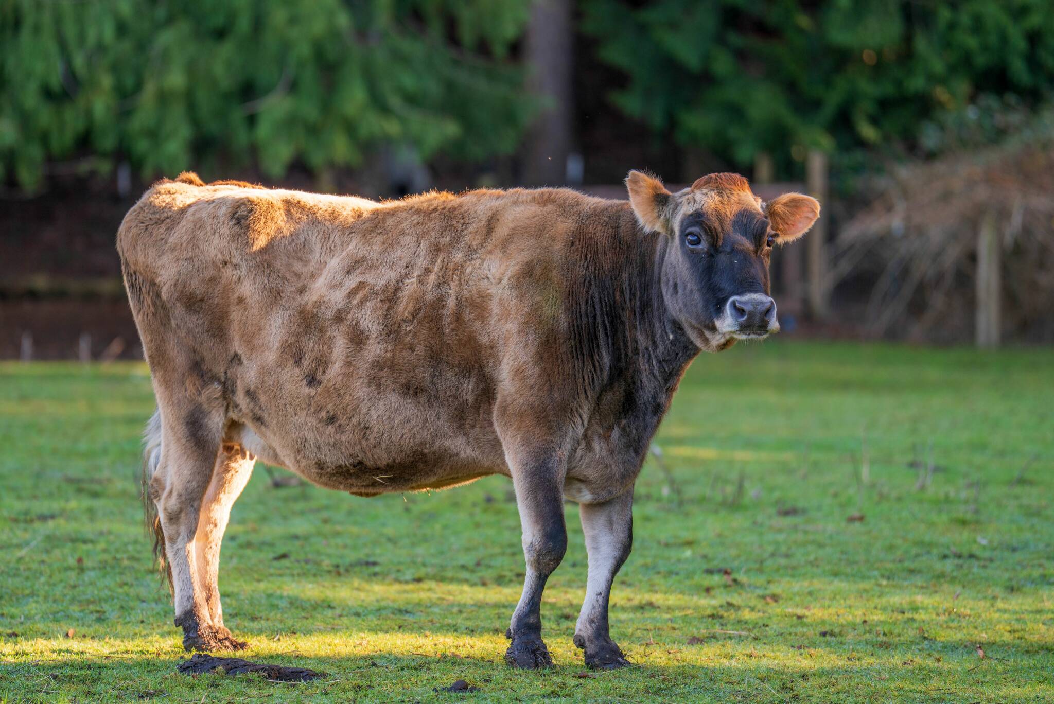(Photo by Jason Rafael) Dahlia the cow is a beloved resident of Ballydídean Farm Sanctuary.