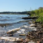 Dead rainbow trout line the Lone Lake shores. State officials say roughly 1,000 trout died. They believe the die off was caused by high water temperature and low dissolved oxygen levels.