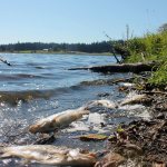 Experts say low oxygen, high temperatures caused fish ‘die off’