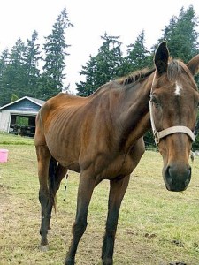 A horse seized from a North Whidbey man was emaciated.