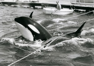 Orcas struggle for their freedom during the famous 1970 round up in Penn Cove. Whidbey’s Orca Network is suggesting one of two new 144-car ferries being built by the state be named after the event’s last remaining survivor
