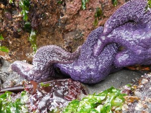 A sea star suffers with densovirus