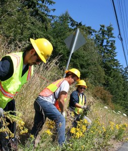 Volunteers with the Washington Conservation Corps pull 2