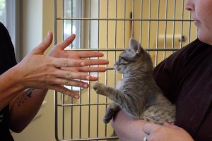 The Whidbey Animal Improvement Foundation