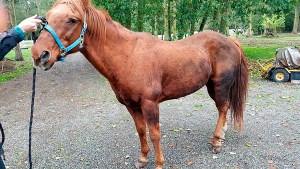 Big Boy is underweight as he was taken into custody by the Island County animal control officer last year. A nonprofit group that has been paying for his food and medical care  is asking residents for help buying bales of hay.