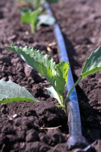 A drip hose is being used for the first time at Prairie Bottom Farm in Coupeville to give young vegetables a drink of water.