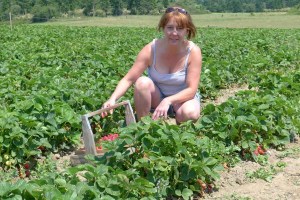 Greenbank resident Bev Chan picks strawberries at Bell’s Farm