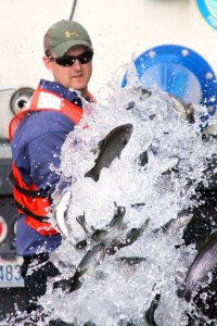 Thousands of rainbow trout are released into Goss Lake in Langley Monday by David Whitmer of the state Department of Fish and Wildlife just in time for Saturday’s opener. See story on page A24.