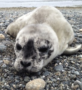 A little seal pup lies on a beach on the Seaplane Base in Oak Harbor. This is the time of year when mothers begin giving birth to pups and biologists are hoping to get the word out for the public to stay away.