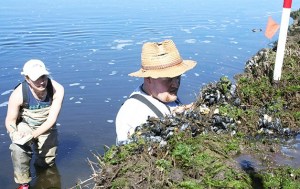 Central Washington University graduate students Frances Griswold and Brian Ostrom examine soil samples north of Crescent Harbor Thursday for evidence of tsunamis.
