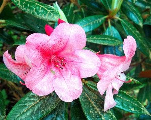 Meerkerk Rhododendron Gardens will allow one lucky person to name a hybrid created at Meerkerk.