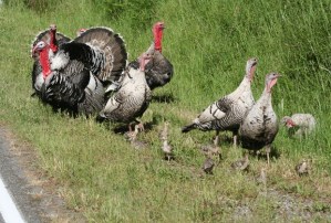 Turkeys