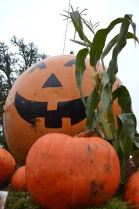 A jack-‘OH’-lantern contest will take place during the Monster Mash Street Bash. Categories include scariest and funniest.