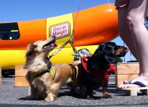 Not only did the Wienermobile draw 1