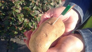 An example of what leprechauns dropped on the City of Oak Harbor Thursday.