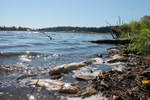 Dead rainbow trout line the Lone Lake shores. State officials say roughly 1