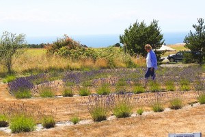 Above: Guests can roam Lavender Wind Farm’s lavender labyrinth as well as the lavender fields. Right: Coupeville artist Mary Alice Sterling will return this year with her hand-woven baskets.