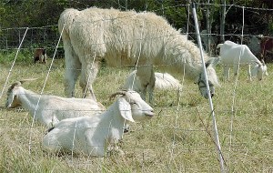 A herd of goats helping a property owner eliminate blackberry bushes from a property near the intersection of Gould and Front streets in Coupeville broke free from their pen and visited a church parking lot blocks away.
