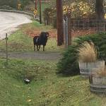 Loose ram spotted in Freeland