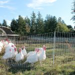 Bayview farmsteader Kevin Dunham checks out his pack of pastured turkeys three weeks before slaughter day, set for Monday, Nov. 21. Photo by Kyle Jensen/Whidbey News Group