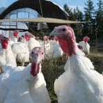 Dunham&rsquo;s turkeys will soon be the main course for many South Whidbey Thanksgiving dinners. Photo by Kyle Jensen/Whidbey News Group