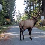 Bruiser, Whidbey Island&rsquo;s lone elk, came to the island in the fall of 2012 and has been here ever since. Photo courtesy Robert Ulrich.