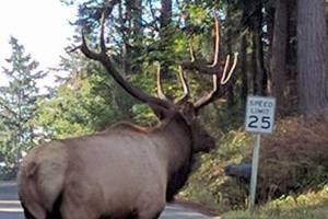 Bruiser, Whidbey Island&rsquo;s lone elk, came to the island in the fall of 2012 and has been here ever since. Photo courtesy Robert Ulrich.