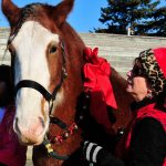 Dakota the Clydesdale spreads joy during holidays