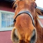 Big Boy is living at a foster home arranged through the Whidbey Island Farm Animal Assistance Program after his former owner agreed to give him up. Photo by Jenn Gravel.