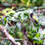 An Anna&rsquo;s Hummingbird blends into the scenery at Linda and Gordon Bainbridge&rsquo;s backyard in Greenbank. When temperatures drop to below freezing, Linda Bainbridge wakes up early to set out her hummingbird feeder. Photo by Ron Newberry/Whidbey News-Times