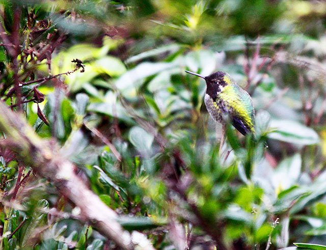 An Anna&rsquo;s Hummingbird blends into the scenery at Linda and Gordon Bainbridge&rsquo;s backyard in Greenbank. When temperatures drop to below freezing, Linda Bainbridge wakes up early to set out her hummingbird feeder. Photo by Ron Newberry/Whidbey News-Times