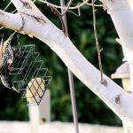 A European Starling goes after a block of suet in Admirals Cove. Starlings are non-native species that typically draw the ire of birders. Photo by Ron Newberry/Whidbey News-Times