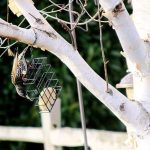 A European Starling goes after a block of suet in Admirals Cove. Starlings are non-native species that typically draw the ire of birders. Photo by Ron Newberry/Whidbey News-Times