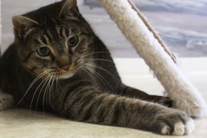 Ivan goes after a laser at the WAIF Cat Adoption Center in Oak Harbor. Ivan will be spending his fourth Christmas as a shelter cat. Photo by Ron Newberry