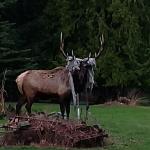 Whidbey elk picks wrong tarp to tangle with