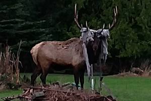 Whidbey elk picks wrong tarp to tangle with