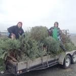 Photo provided by Angi Carlson                                After retrieving used Chirstmas trees from local residents, former Boy Scouts of Coupeville Troop 4058 Cody Menges, at left, and Dominique Norberg climb a trailer full of discarded trees in order to make them fit for the trip to the Coupeville dump, where they were to be recycled in the &ldquo;clean green&rdquo; section of the facility.