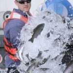 Photo by Ron Newberry                                Thousands of rainbow trout are released into Goss Lake on South Whidbey in April.